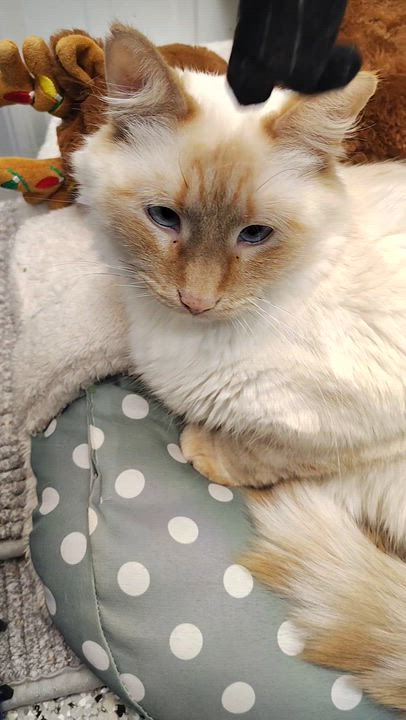 Enlarge "Panda" Pandemonium, a ADOPTABLE Domestic Long Hair in Richmond, MO video 2/2