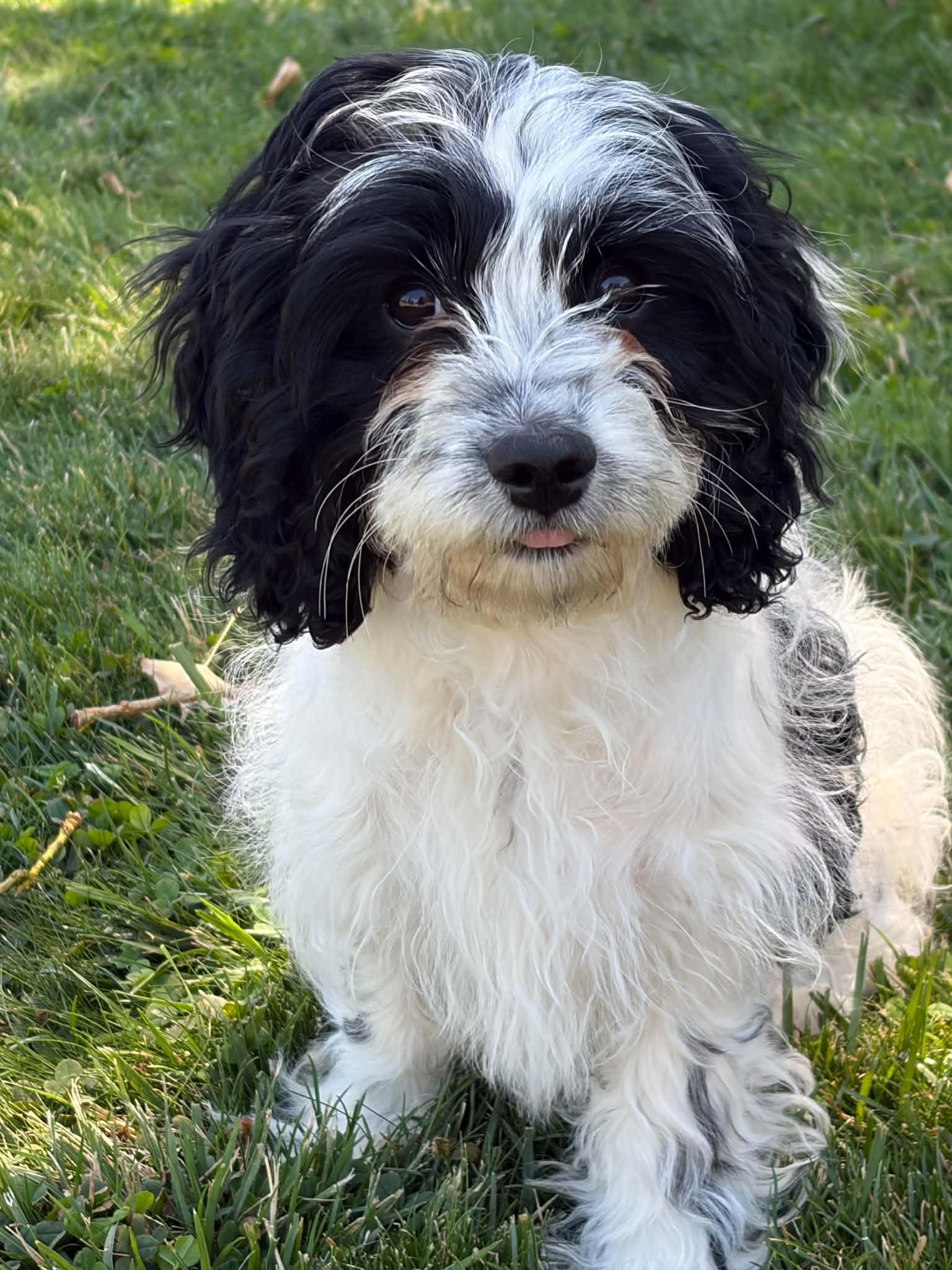 Enlarge CHANCE, a Adoptable mixed breed in Aurora, CO image 3/4