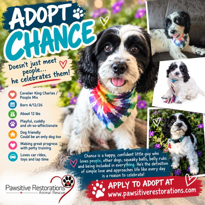 CHANCE, Adoptable, Young Male Cavalier King Charles Spaniel & Poodle.