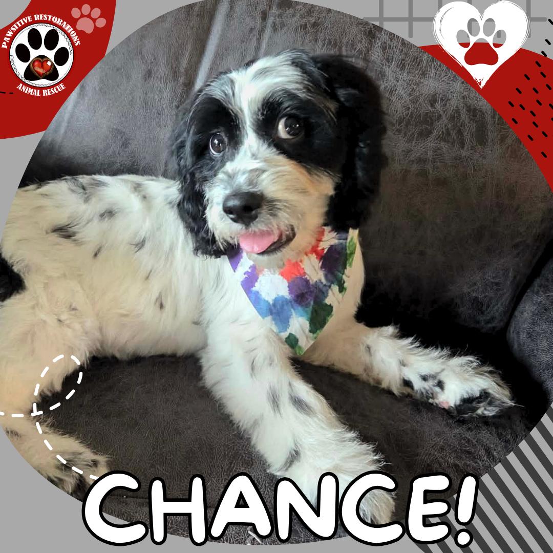 Enlarge CHANCE, a Adoptable mixed breed in Aurora, CO image 2/4