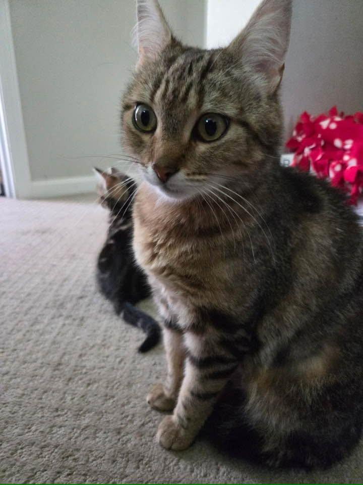Sedona, a ADOPTABLE Domestic Short Hair in Portland, ME image 1/2