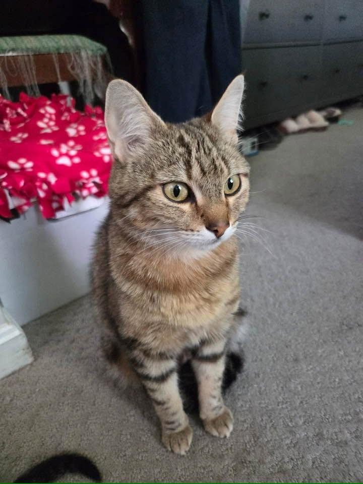 Sedona, a ADOPTABLE Domestic Short Hair in Portland, ME image 2/2