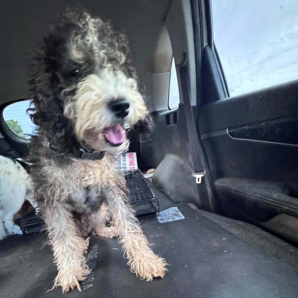 Enlarge Frankie, a Adoptable mixed breed in Odessa, TX image 1/1