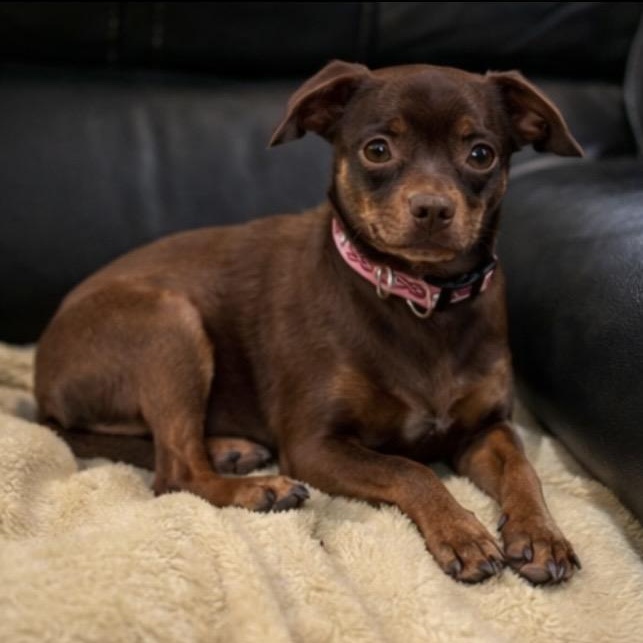 Enlarge Jack , a ADOPTABLE mixed breed in Pelham, NH image 1/6
