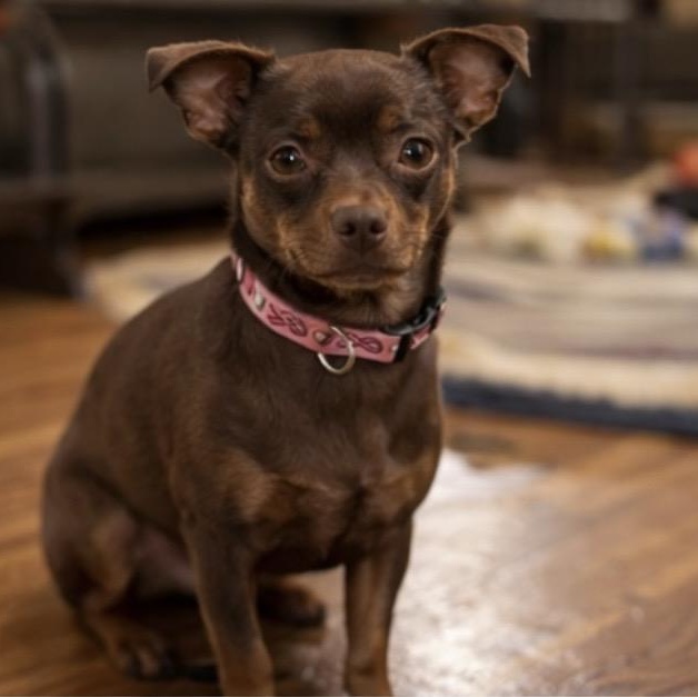 Enlarge Jack , a ADOPTABLE mixed breed in Pelham, NH image 3/6