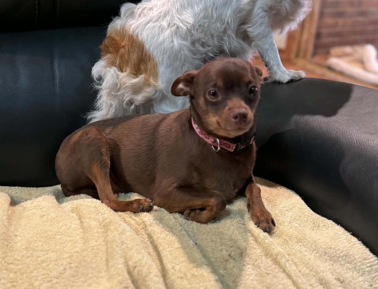 Enlarge Jack , a ADOPTABLE mixed breed in Pelham, NH image 5/6