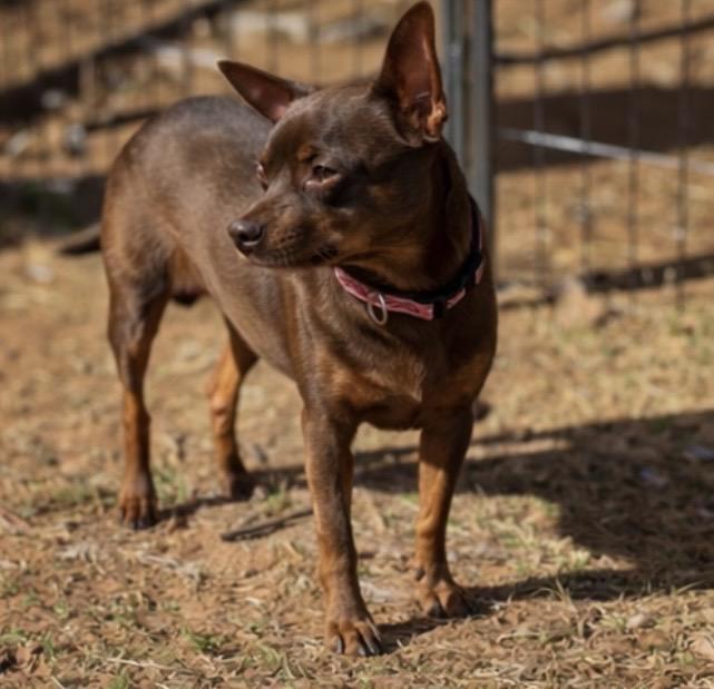 Enlarge Jack , a ADOPTABLE mixed breed in Pelham, NH image 6/6