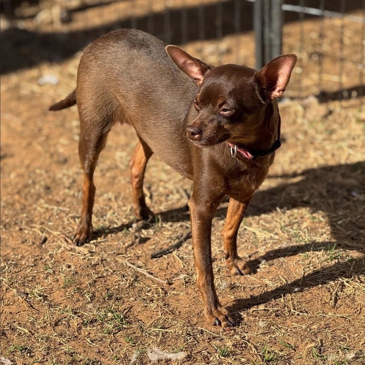 Enlarge Jack , a ADOPTABLE mixed breed in Pelham, NH image 2/6