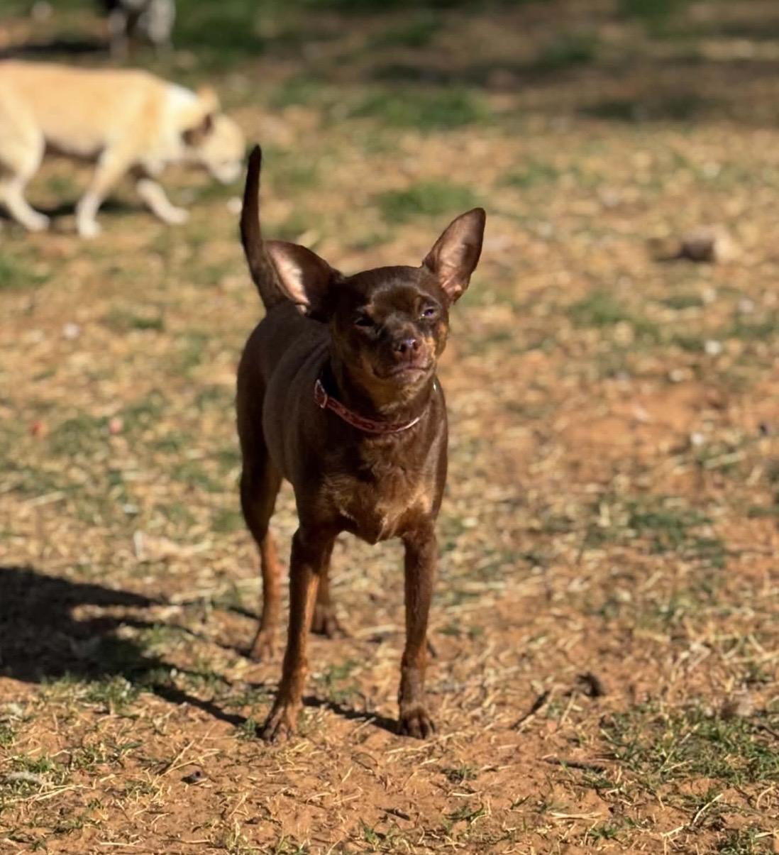 Enlarge Jack , a ADOPTABLE mixed breed in Pelham, NH image 4/6