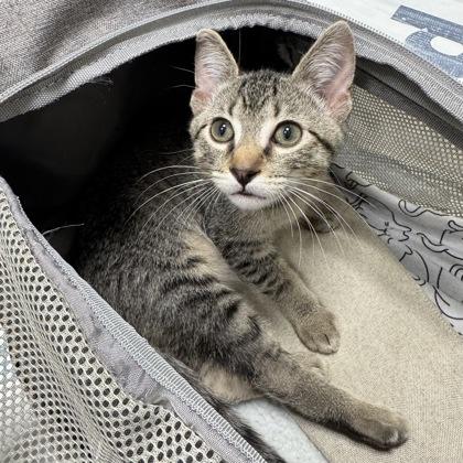 Enlarge Levi, a Adoptable mixed breed in Atlanta, GA image 1/1