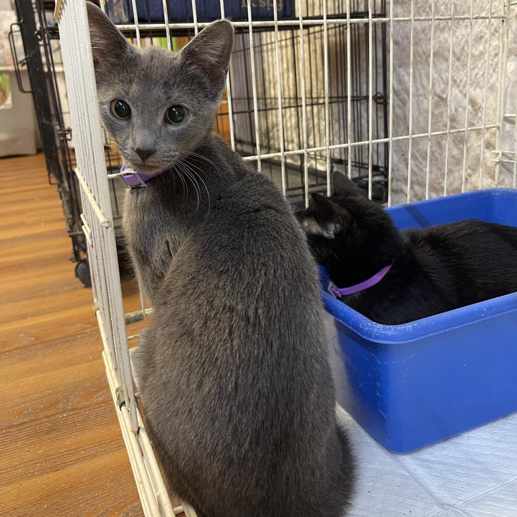 Bluey, Adoptable, Young Female Domestic Short Hair.