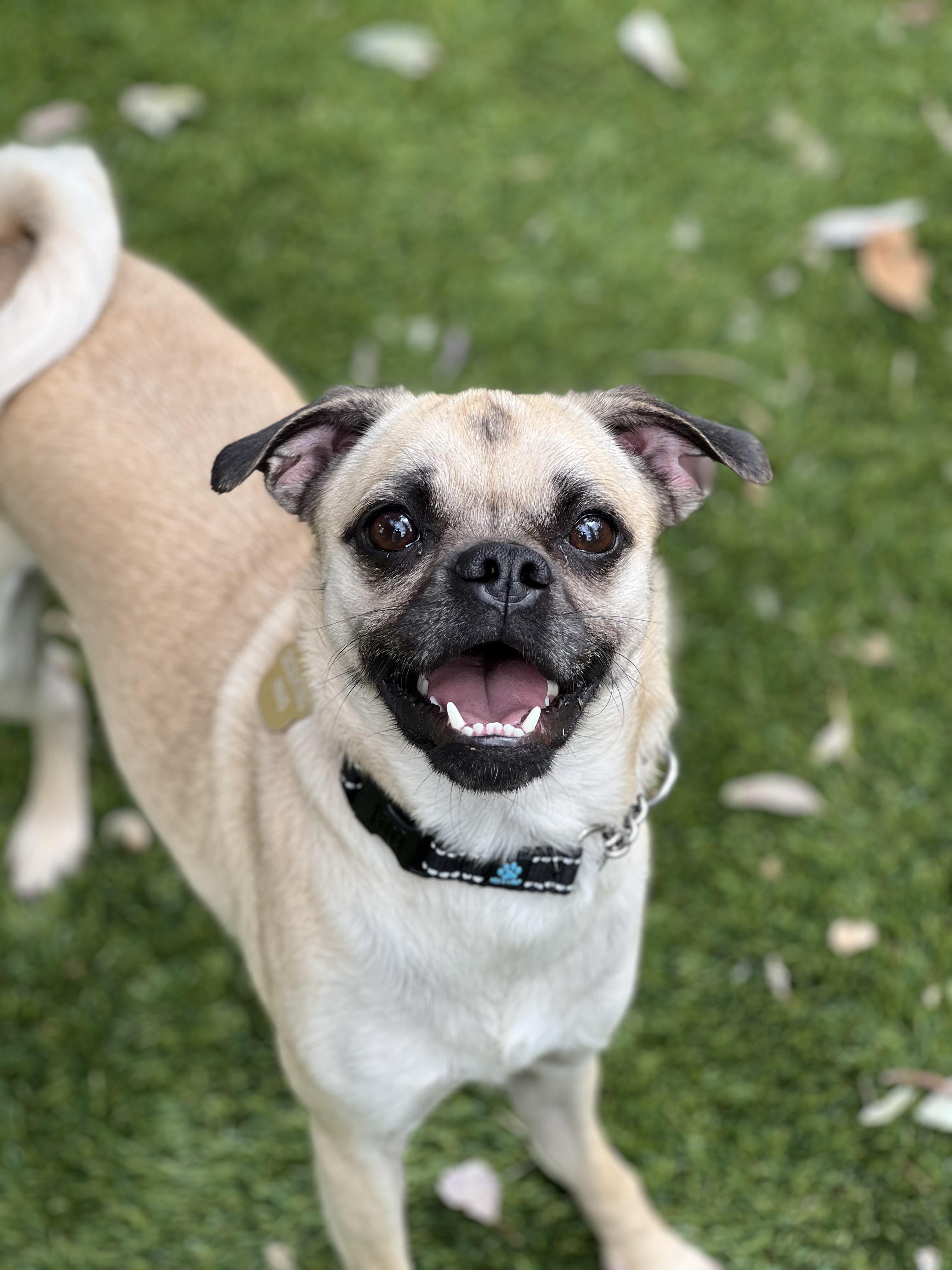 Pickles, a ADOPTABLE Pug in West Hollywood, CA image 1/2
