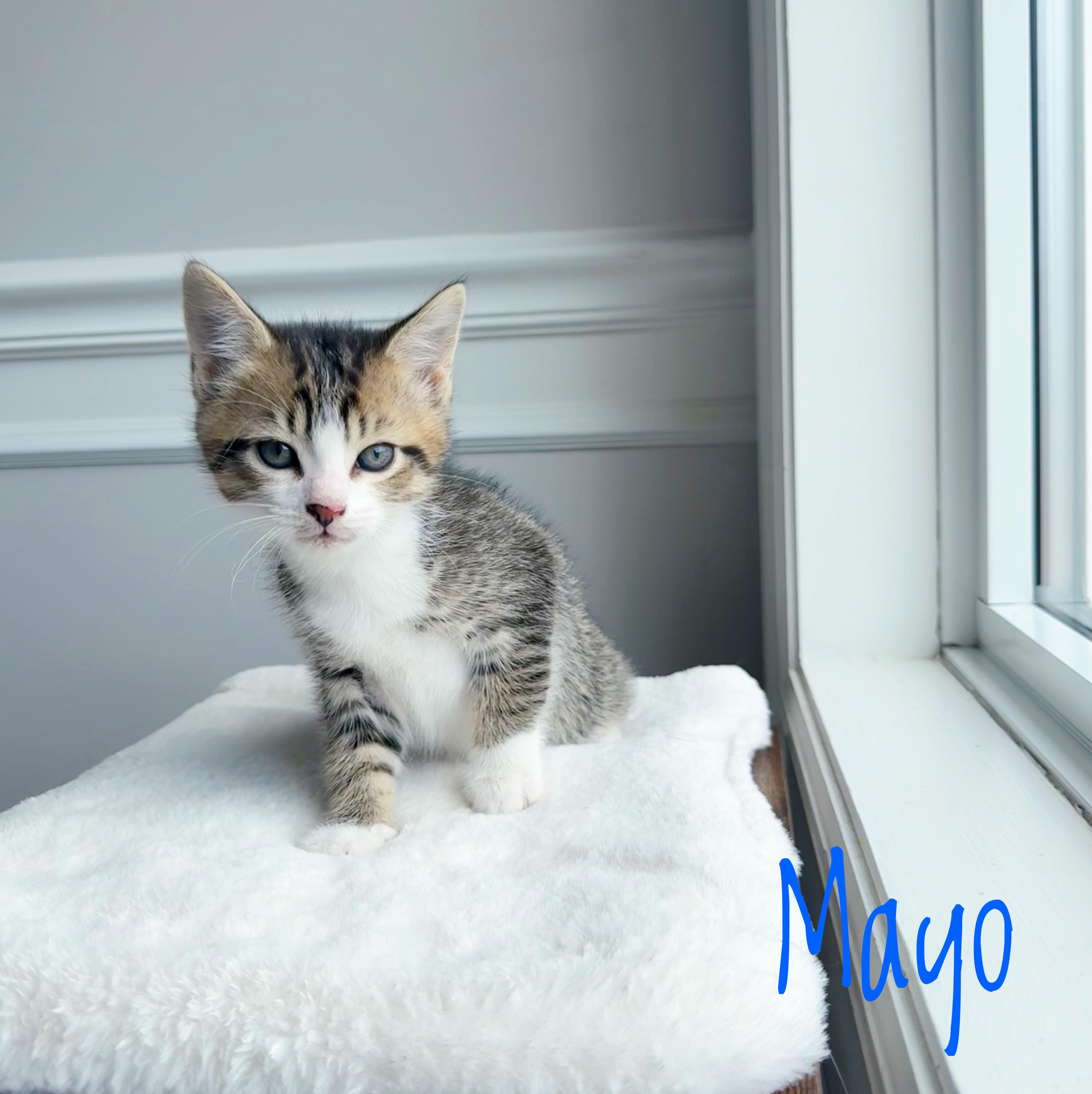 Enlarge Mayo , an adopted Domestic Short Hair in Bethel, OH image 1/1