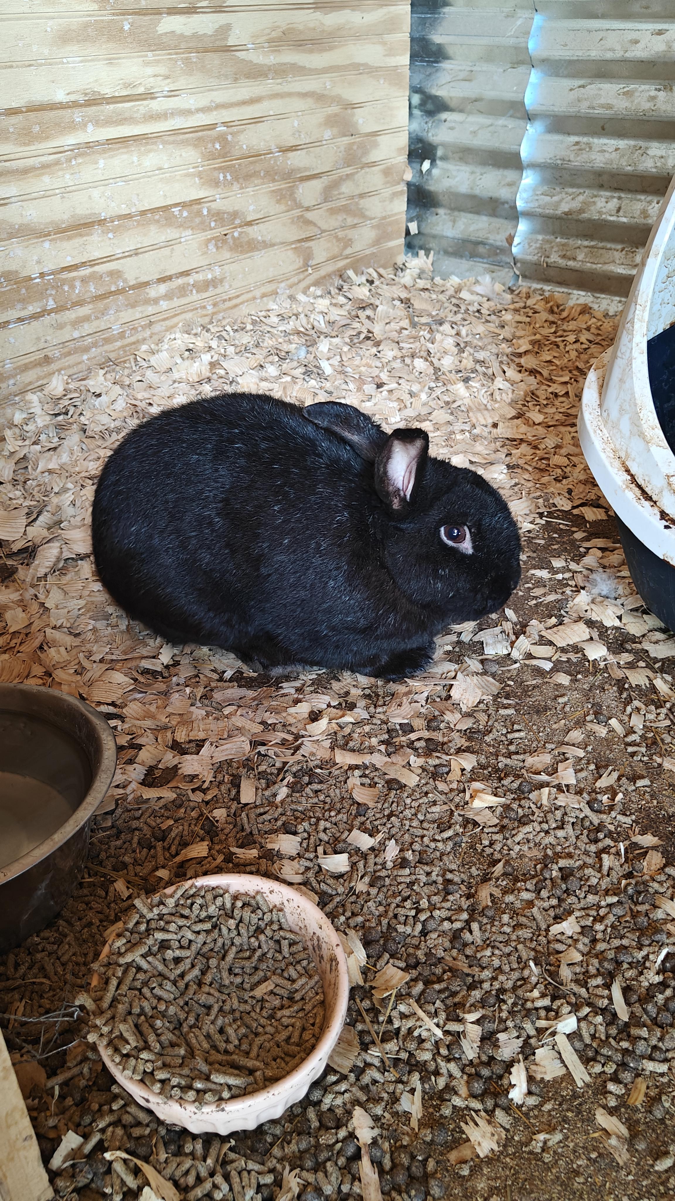 Marvin, Adoptable, Adult Male Mini Rex.