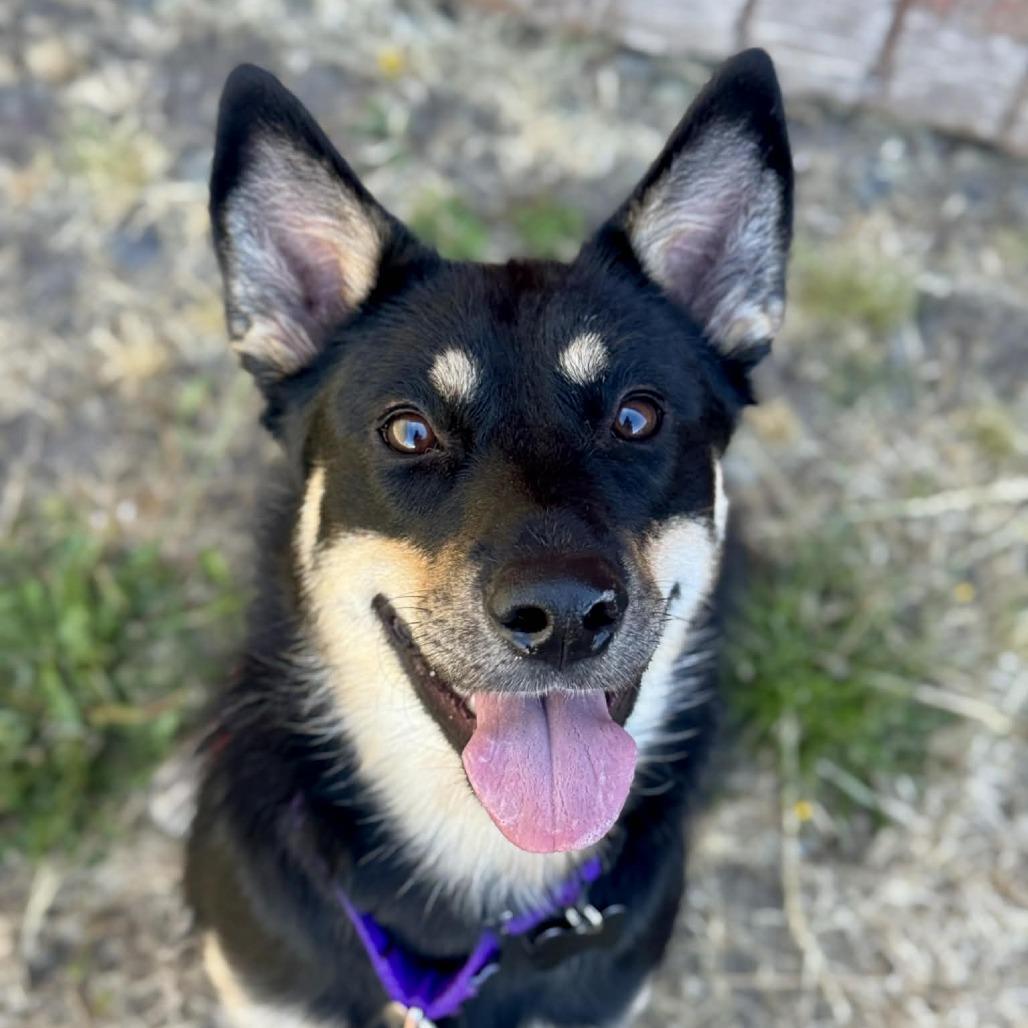 Clover, a Adoptable Mixed Breed in Tacoma, WA image 1/2