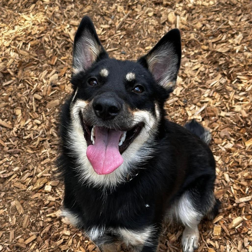 Clover, a Adoptable Mixed Breed in Tacoma, WA image 2/2