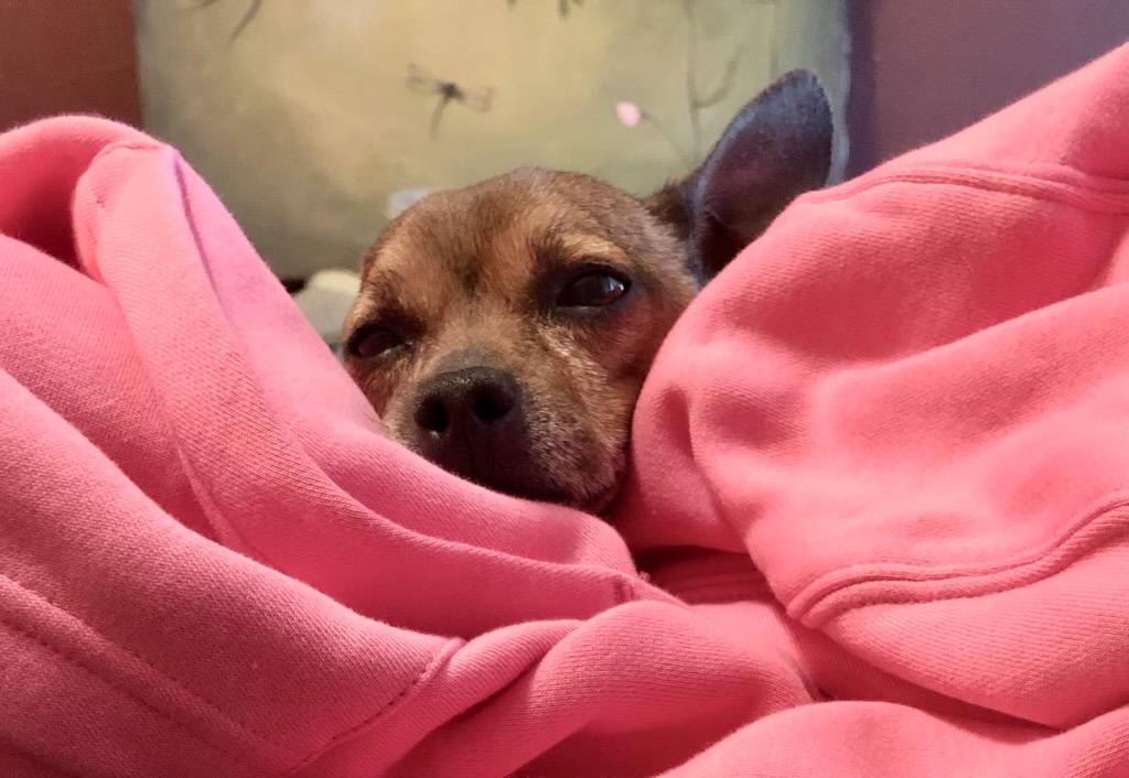 Courage, Adoptable, Adult Male Chihuahua.