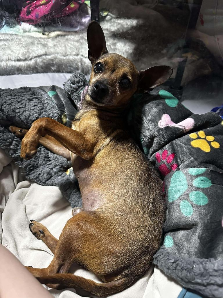 Courage, Adoptable, Adult Male Chihuahua.