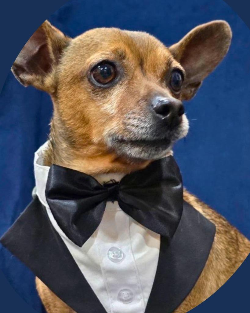 Enlarge Courage, a Adoptable Chihuahua in Bryan, TX image 2/6