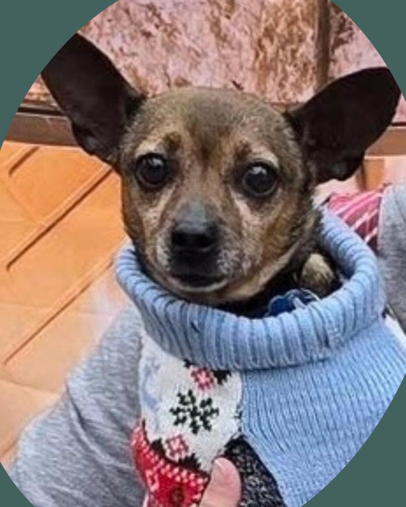 Enlarge Courage, a Adoptable Chihuahua in College Station, TX image 3/6