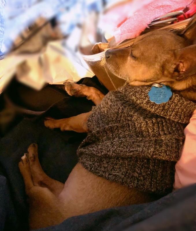 Enlarge Courage, a Adoptable Chihuahua in College Station, TX image 4/6