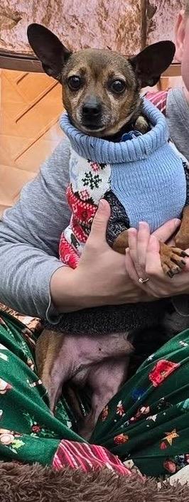 Enlarge Courage, a Adoptable Chihuahua in College Station, TX image 5/6