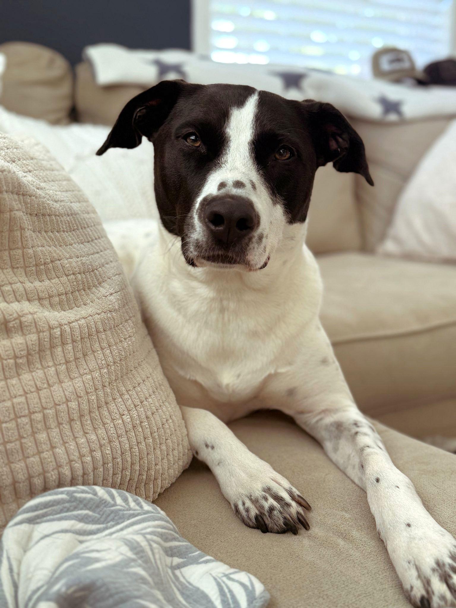 Enlarge Luna, a Adoptable mixed breed in Arlington, VA image 1/3