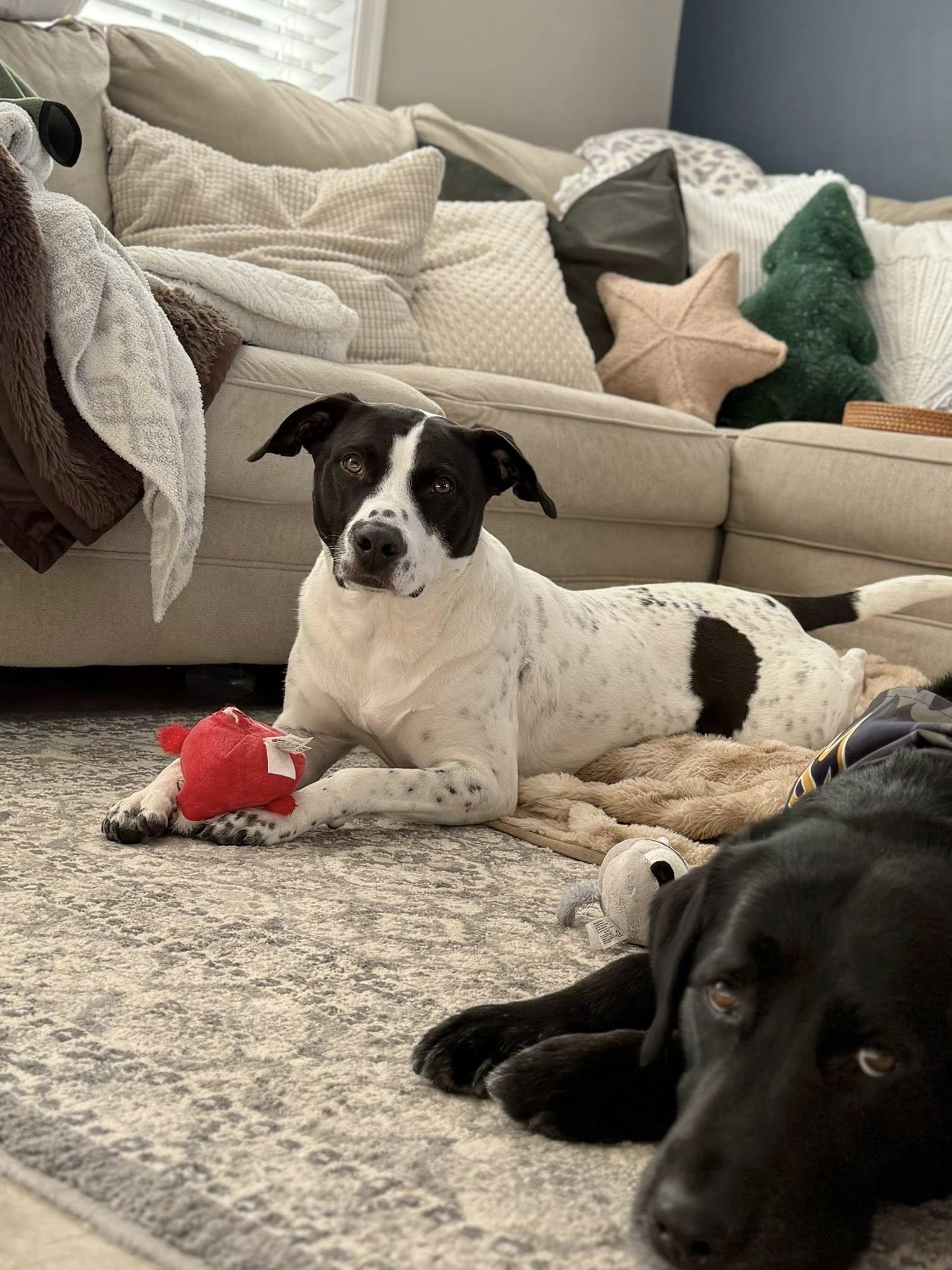 Enlarge Luna, a Adoptable mixed breed in Arlington, VA image 2/3