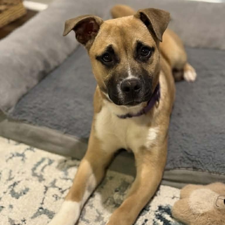 Enlarge Remy, an adopted mixed breed in Wando, SC image 4/6