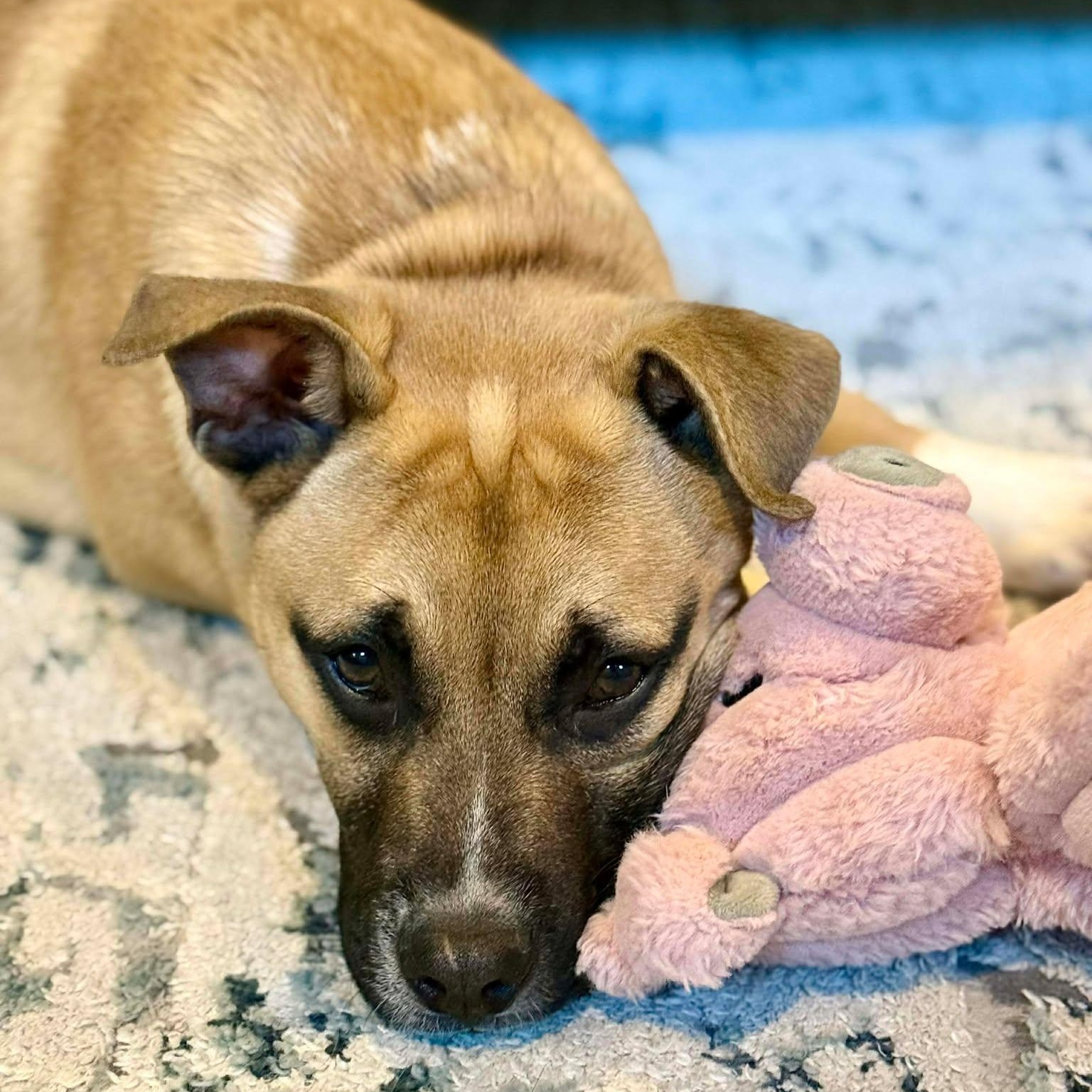 Enlarge Remy, an adopted mixed breed in Wando, SC image 6/6