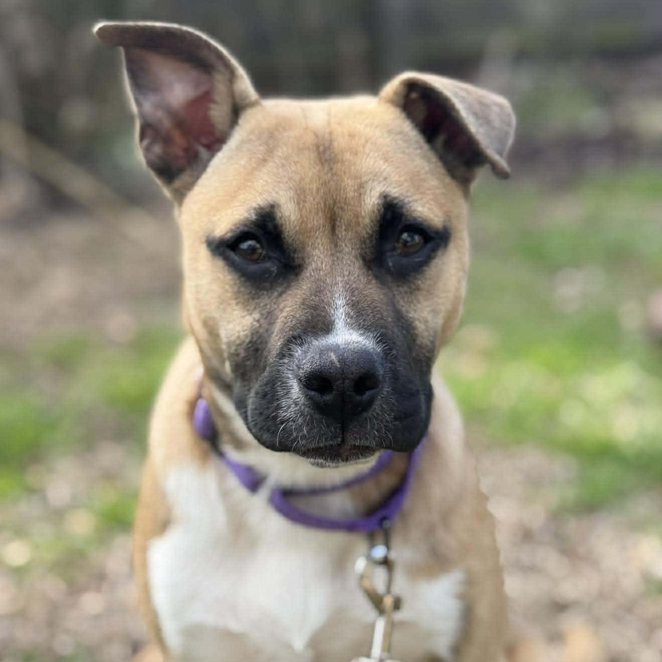 Enlarge Remy, an adopted mixed breed in Wando, SC image 1/6