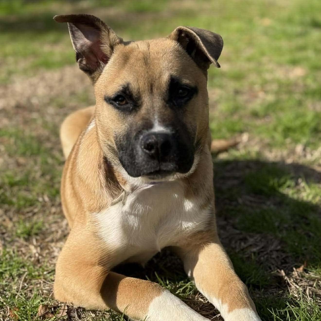 Enlarge Remy, an adopted mixed breed in Wando, SC image 3/6