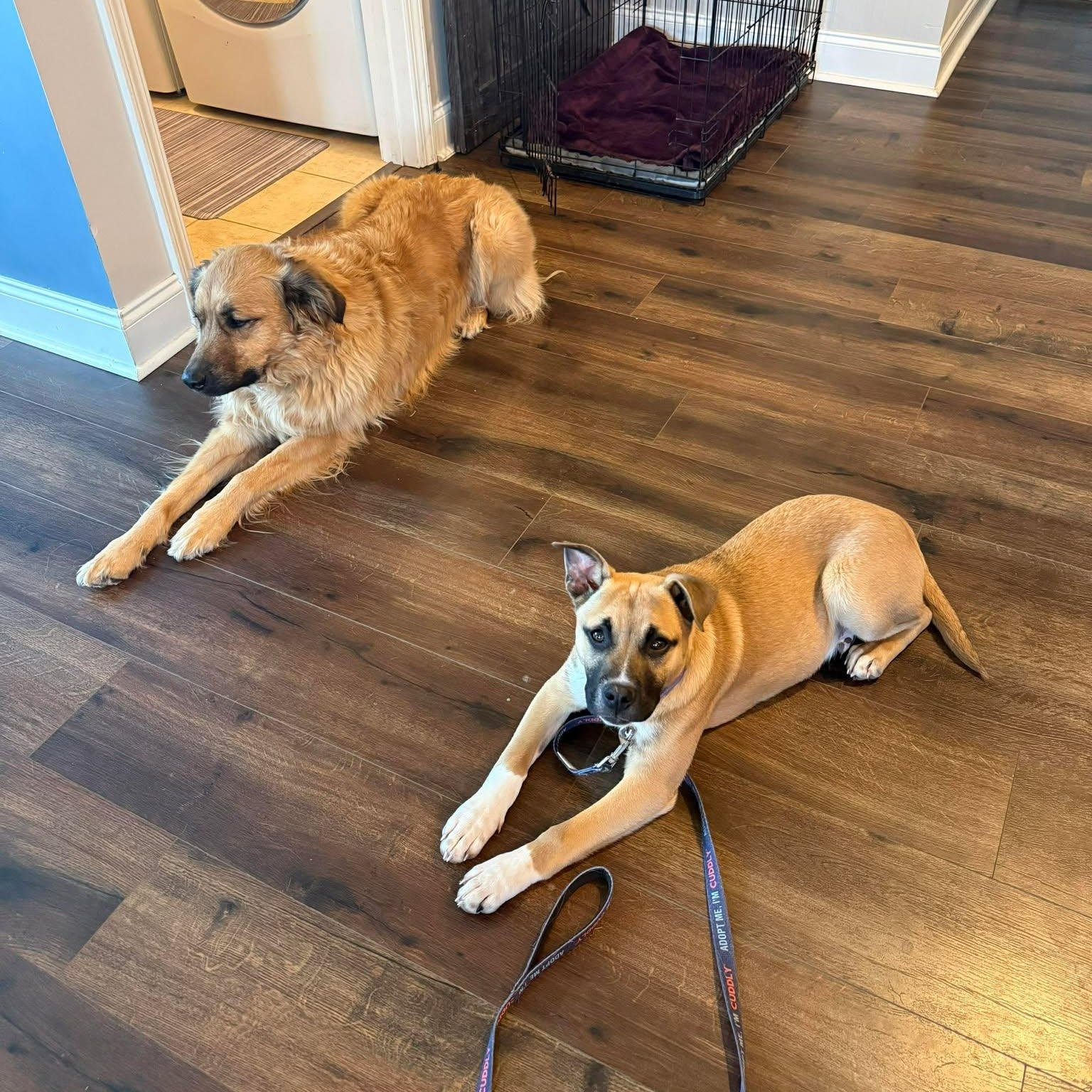 Enlarge Remy, an adopted mixed breed in Wando, SC image 5/6