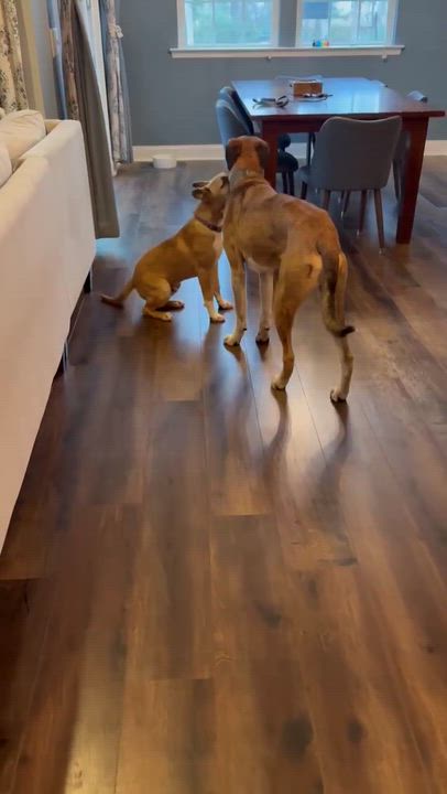 Enlarge Remy, an adopted mixed breed in Wando, SC video 2/6