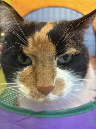 Enlarge Snuggle Kitty, a ADOPTABLE Domestic Short Hair in Buffalo, MN image 1/1