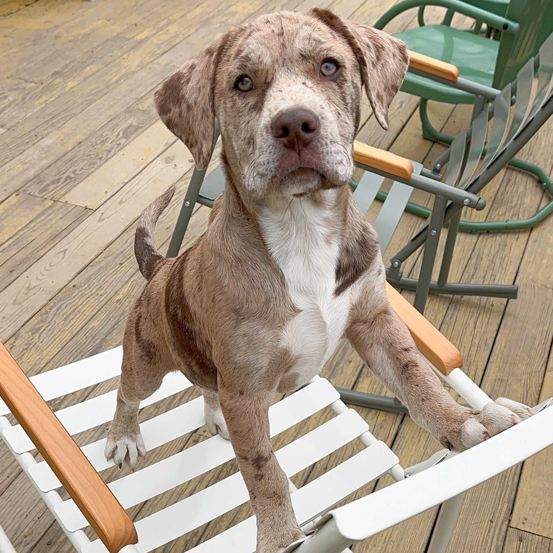 Greta , adopted, Puppy Female Mixed Breed.