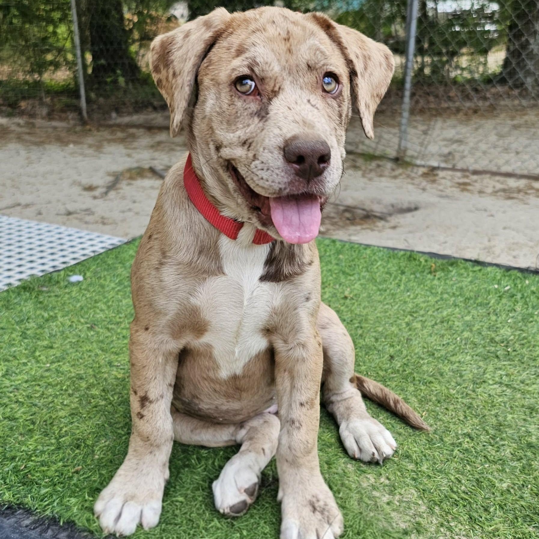 Enlarge Greta , an adopted Mixed Breed in Argyle, NY image 2/5