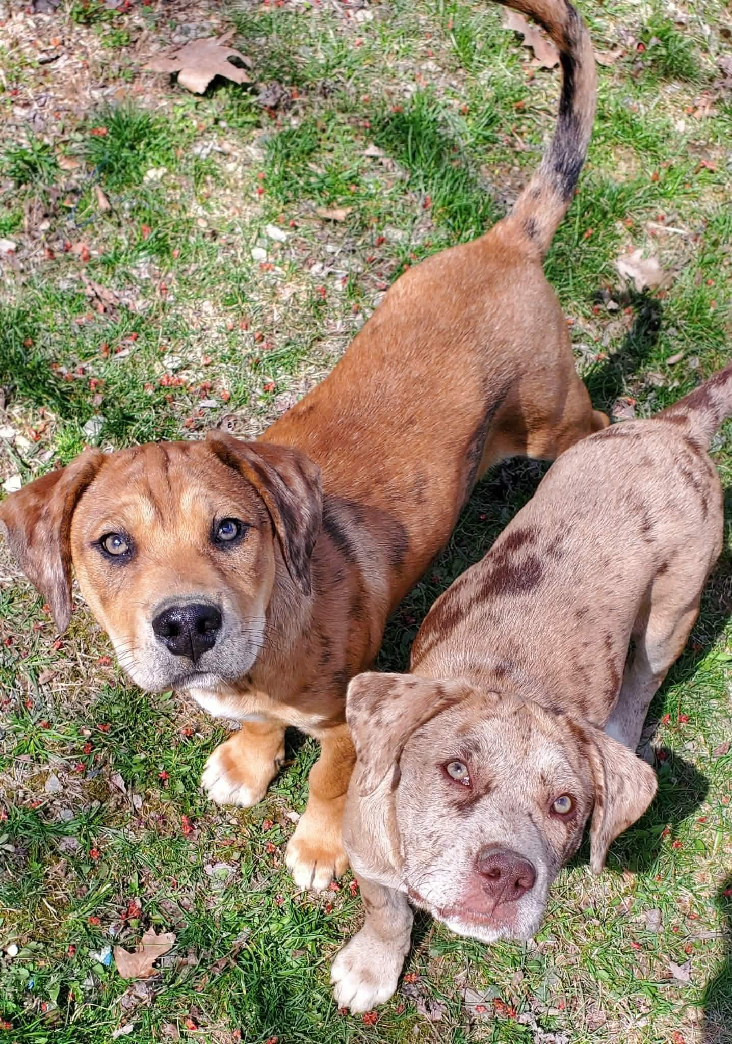 Enlarge Greta , an adopted Mixed Breed in Argyle, NY image 3/5