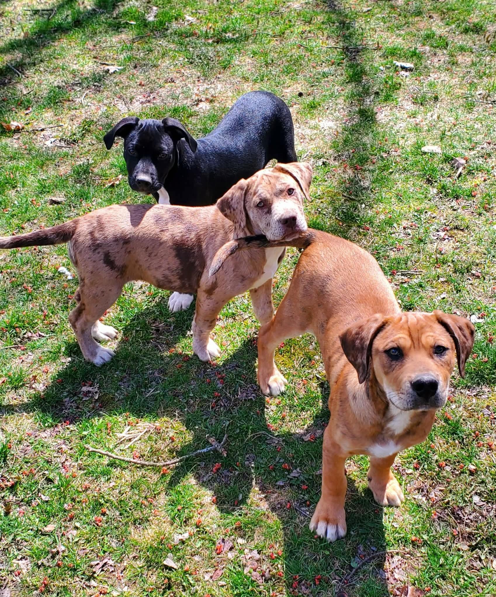 Enlarge Greta , an adopted Mixed Breed in Argyle, NY image 4/5