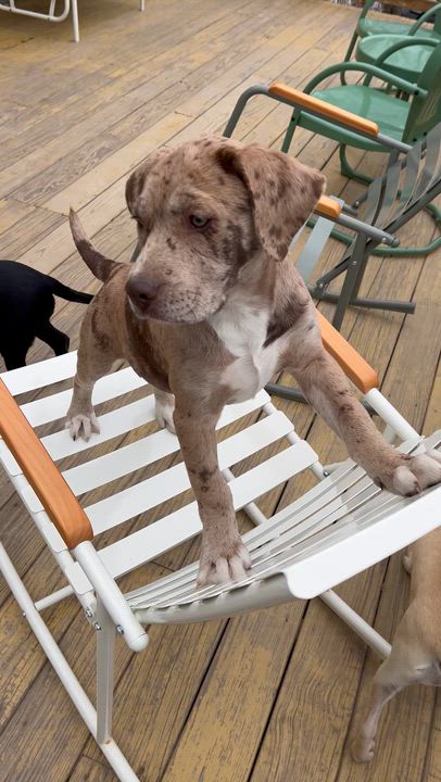 Enlarge Greta , an adopted Mixed Breed in Argyle, NY video 5/5