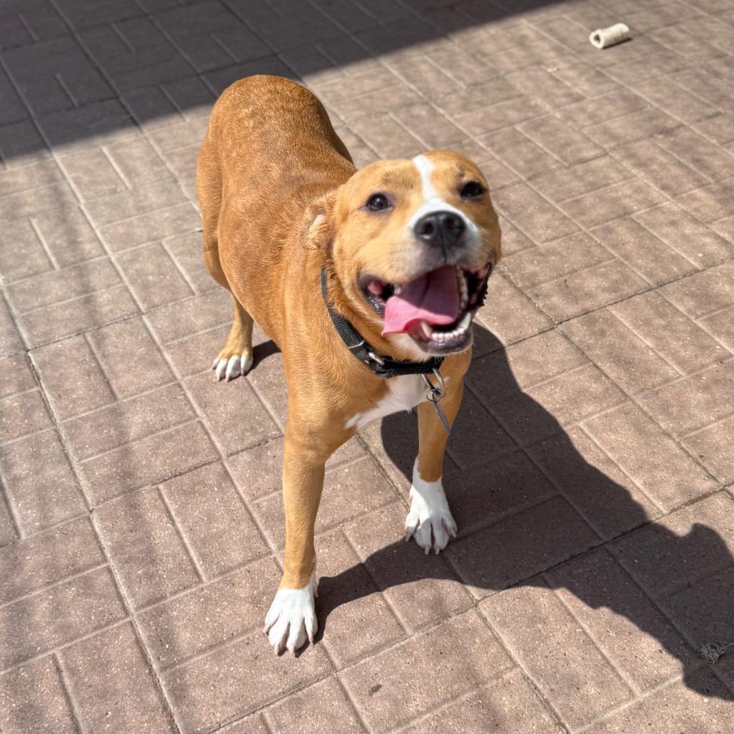 Enlarge Huckleberry, a Adoptable mixed breed in Robbinsville, NJ image 2/4