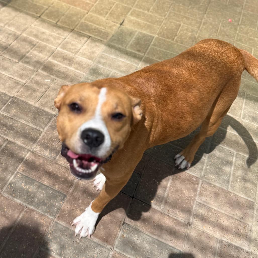 Huckleberry, Adoptable, Young Male American Bully.