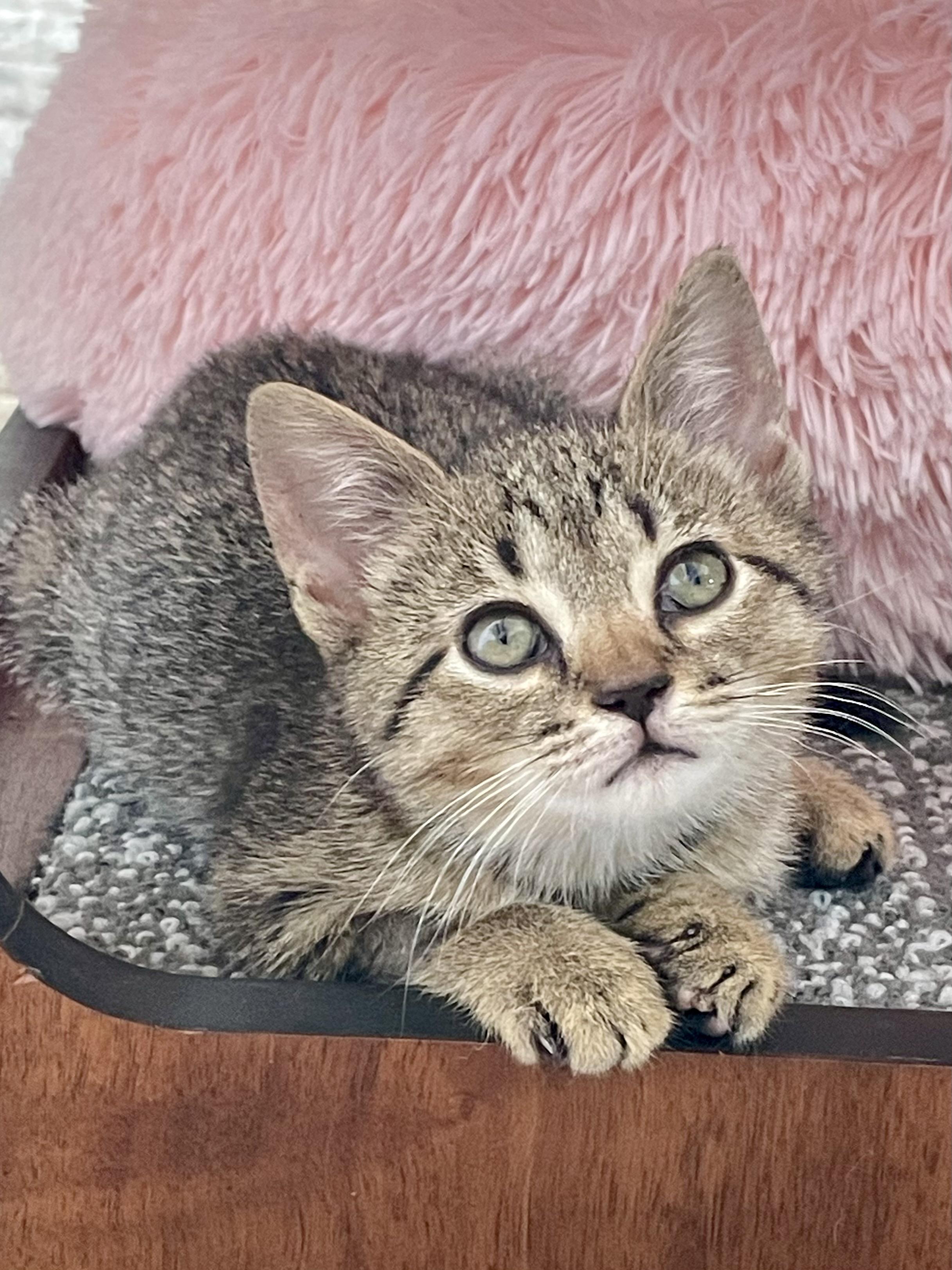 Viva, a ADOPTABLE Domestic Short Hair in Brooklyn, NY image 4/5
