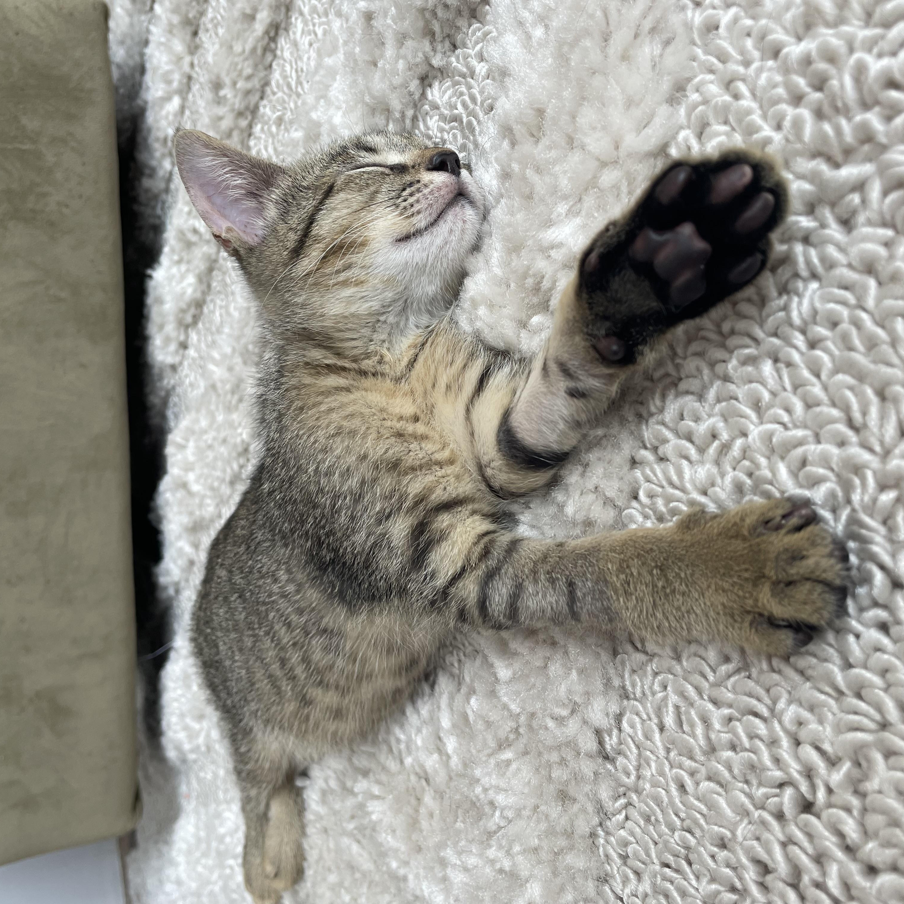 Viva, a ADOPTABLE Domestic Short Hair in Brooklyn, NY image 5/5
