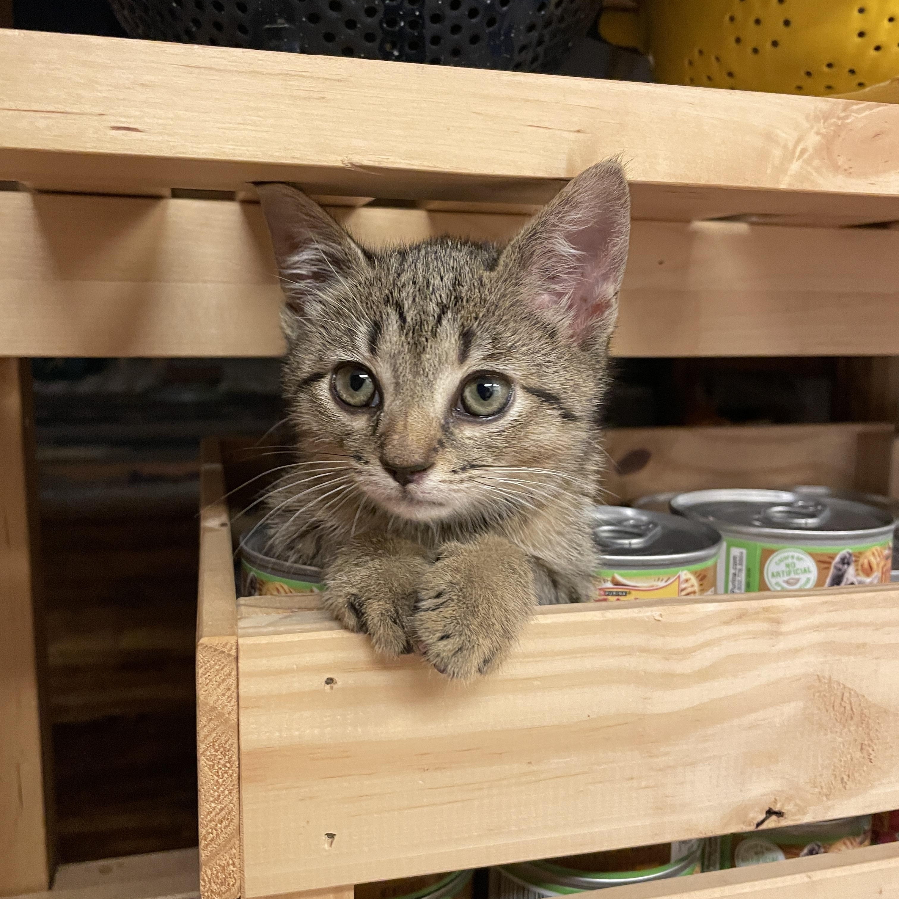 Viva, a ADOPTABLE Domestic Short Hair in Brooklyn, NY image 1/5