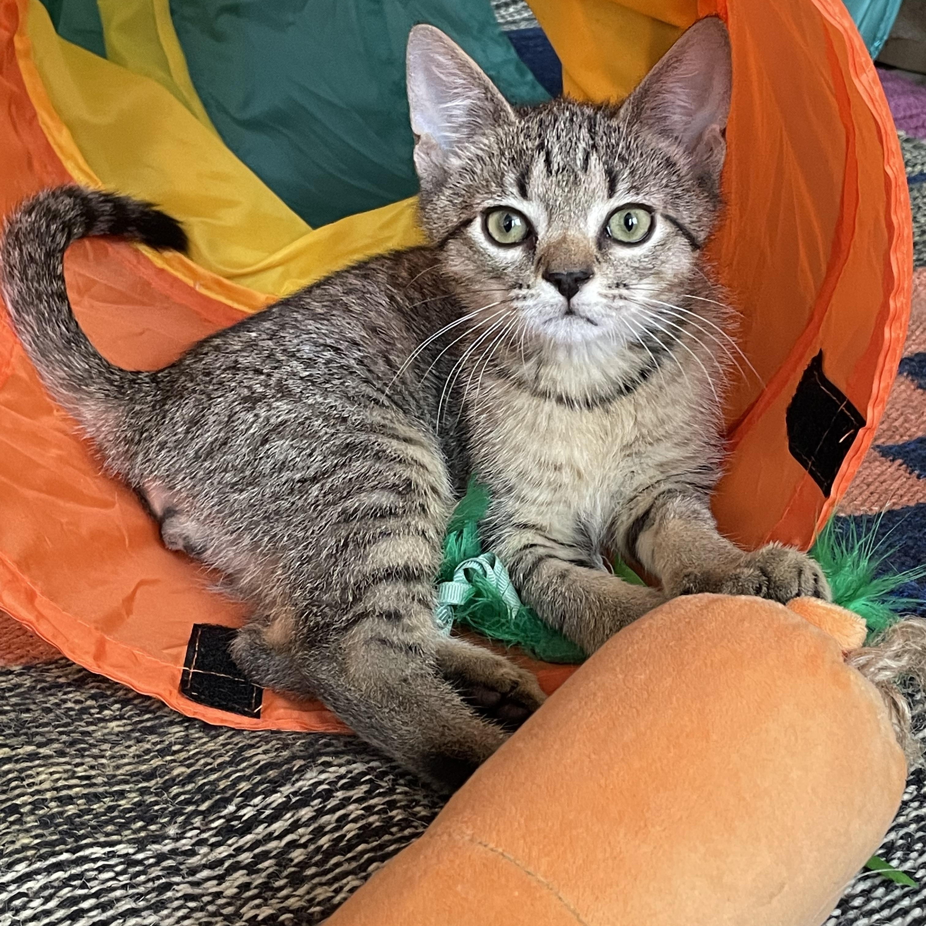 Viva, a ADOPTABLE Domestic Short Hair in Brooklyn, NY image 2/5