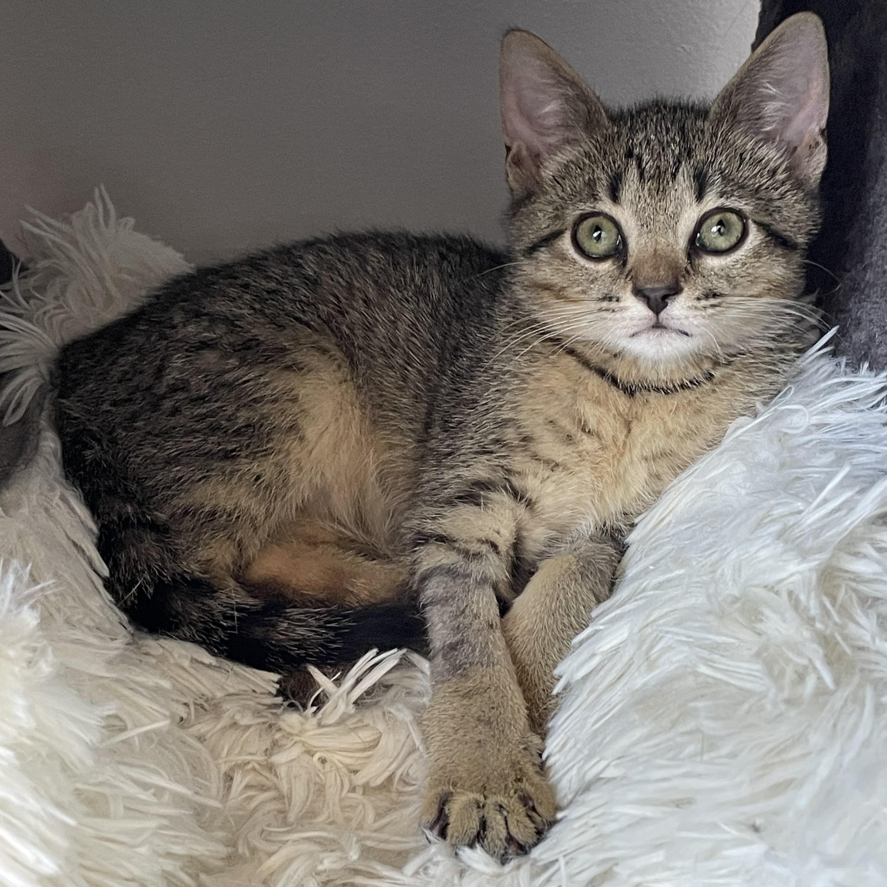 Viva, a ADOPTABLE Domestic Short Hair in Brooklyn, NY image 3/5