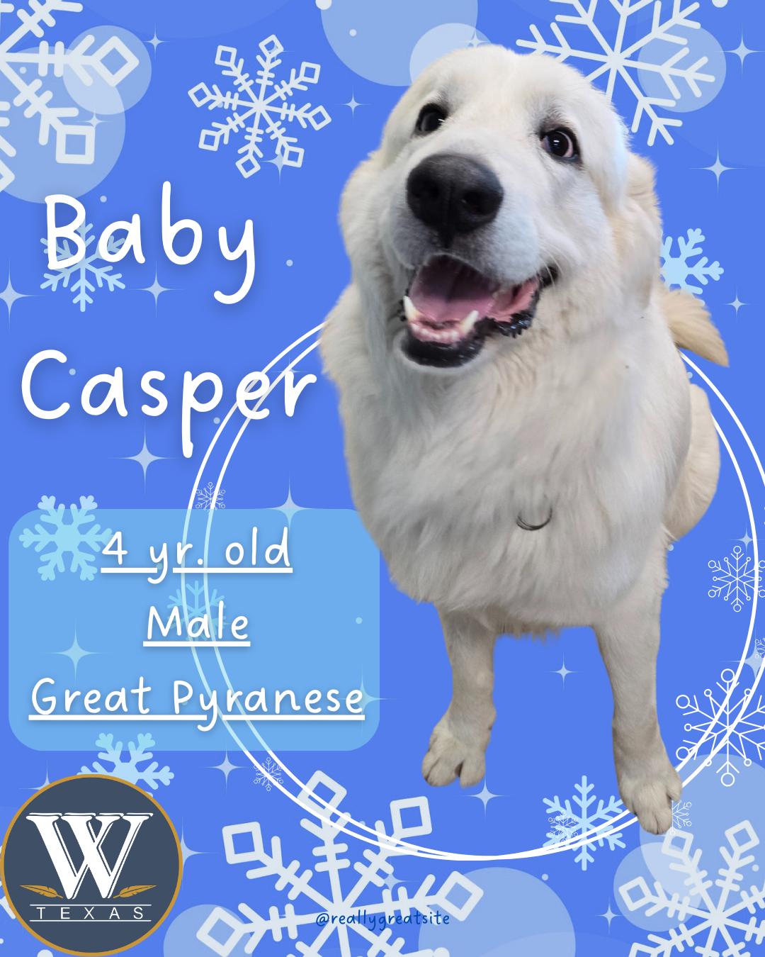 Enlarge Baby Casper, a ADOPTABLE Great Pyrenees in Watauga, TX image 1/1