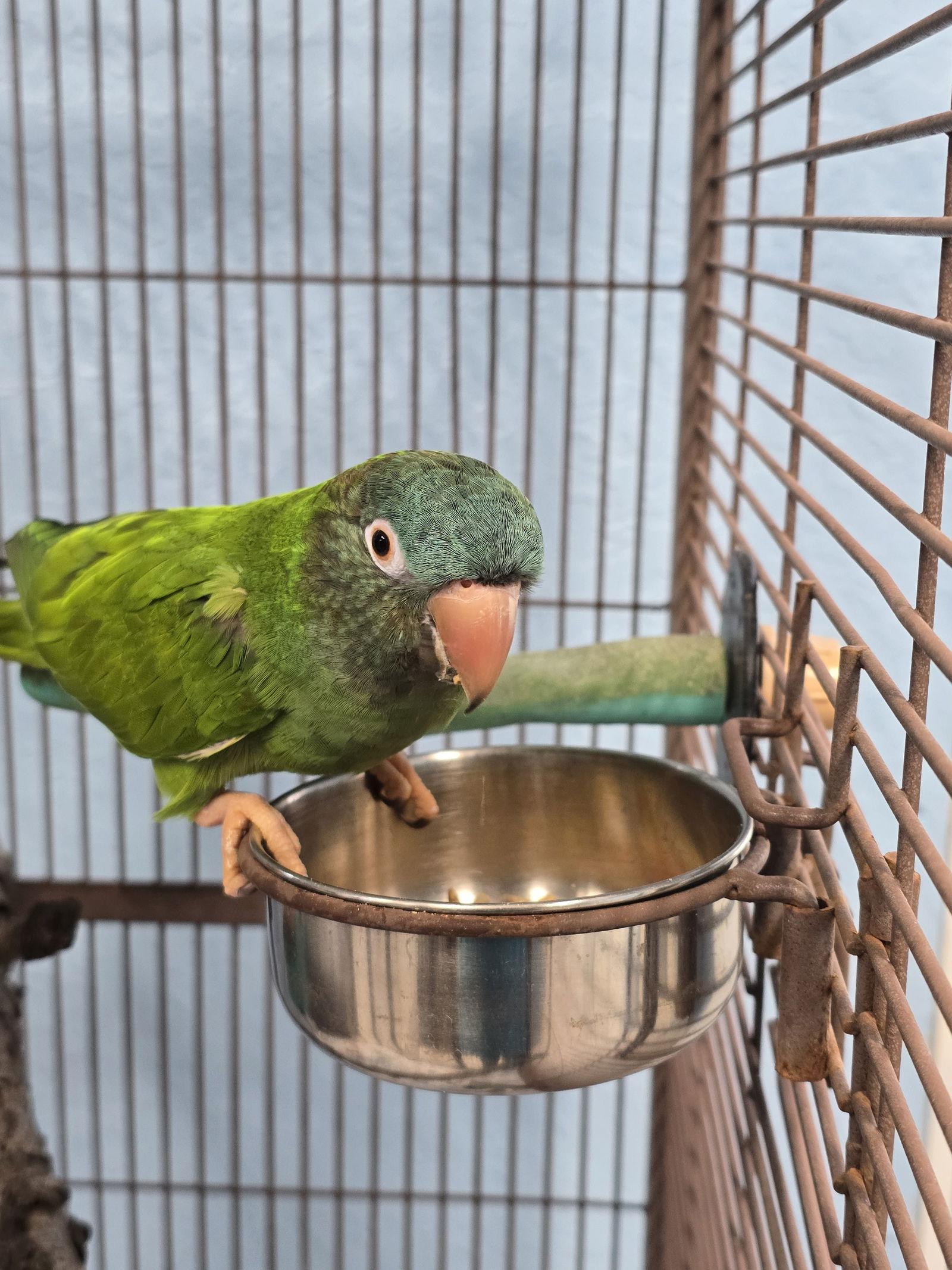 Enlarge Jack, a Adoptable Conure in Inverness, FL image 1/1