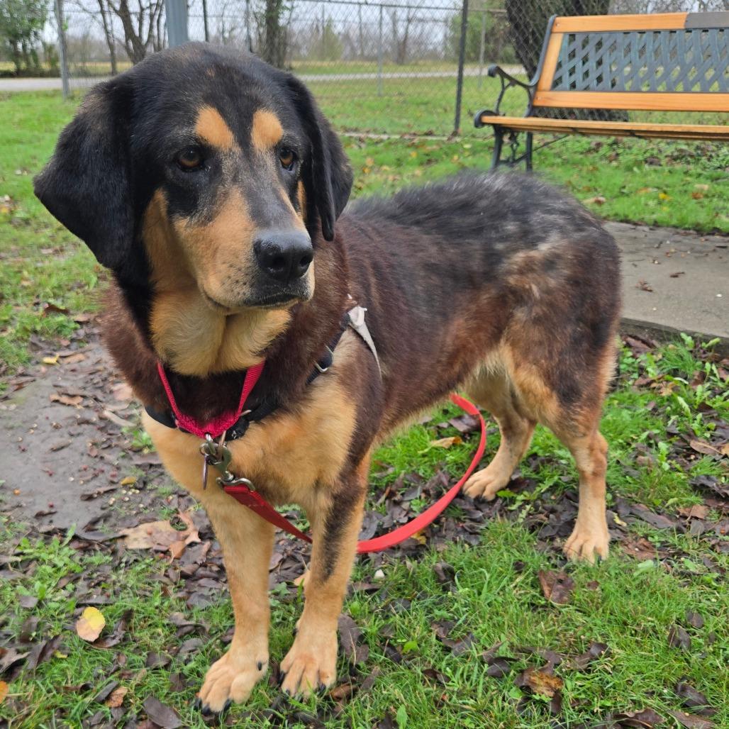 Enlarge Onyx, a Adoptable Mixed Breed in Tulsa, OK image 1/6